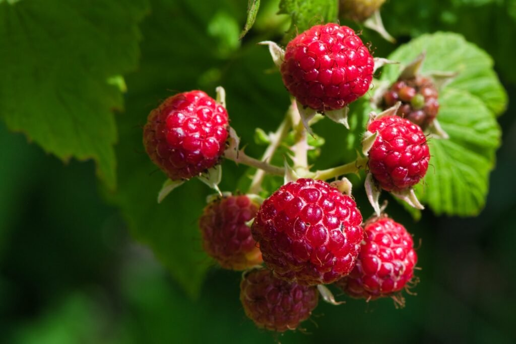 red raspberry fruit superfoood for health
